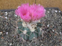 Echinocactus horizonthalonius El Hundido květináč 7 cm