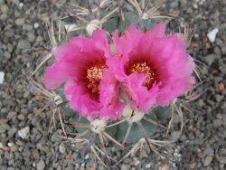 Echinocactus horizonthalonius El Hundido květináč 7 cm - 12414081