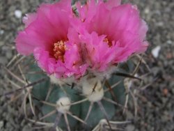 Echinocactus horizonthalonius El Hundido květináč 7 cm - 12414082
