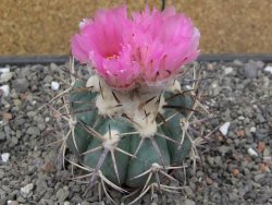 Echinocactus horizonthalonius El Hundido květináč 7 cm - 12414083