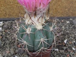 Echinocactus horizonthalonius El Hundido květináč 7 cm - 12414084