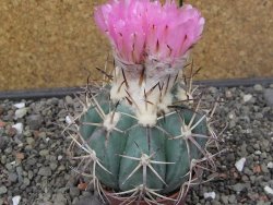 Echinocactus horizonthalonius El Hundido květináč 7 cm - 12414085