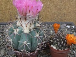 Echinocactus horizonthalonius El Hundido květináč 7 cm - 12414086