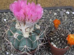 Echinocactus horizonthalonius El Hundido květináč 7 cm - 12414087