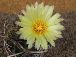 Astrophytum " Buffalo "  květináč 8 cm - 12414153