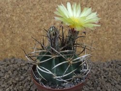 Astrophytum " Buffalo "  květináč 8 cm - 12414154