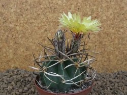 Astrophytum " Buffalo "  květináč 8 cm - 12414155