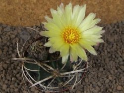 Astrophytum " Buffalo "  květináč 8 cm - 12414156