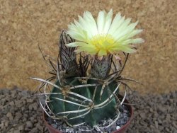 Astrophytum " Buffalo "  květináč 8 cm - 12414158