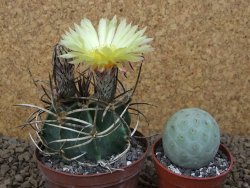 Astrophytum " Buffalo "  květináč 8 cm - 12414159