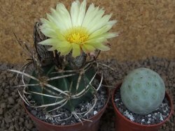 Astrophytum " Buffalo "  květináč 8 cm - 12414160