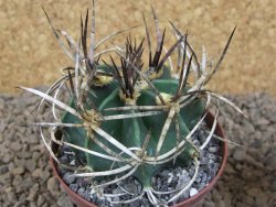 Astrophytum " Buffalo "  květináč 8 cm - 12414161