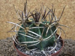 Astrophytum " Buffalo "  květináč 8 cm - 12414162