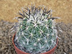Coryphantha kracikii Diamante, Dur pot 6,5 cm - 12414163