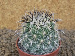 Coryphantha kracikii Diamante, Dur pot 6,5 cm - 12414164