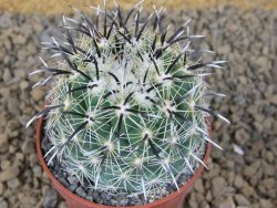 Coryphantha kracikii Diamante, Dur pot 6,5 cm