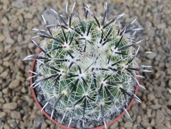 Coryphantha kracikii Diamante, Dur pot 6,5 cm - 12414166