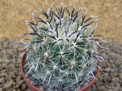 Coryphantha kracikii Diamante, Dur pot 6,5 cm - 12414167