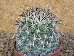 Coryphantha kracikii Diamante, Dur pot 6,5 cm - 12414168
