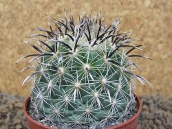 Coryphantha kracikii Diamante, Dur pot 6,5 cm - 12414169