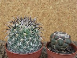 Coryphantha kracikii Diamante, Dur pot 6,5 cm - 12414170