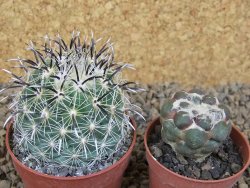 Coryphantha kracikii Diamante, Dur pot 6,5 cm - 12414171