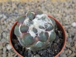 Cintia knizeii pot 5,5 cm