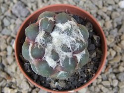 Cintia knizeii pot 5,5 cm - 12414173