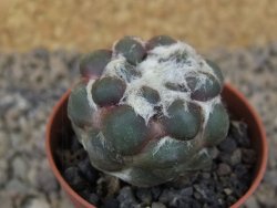 Cintia knizeii pot 5,5 cm - 12414174