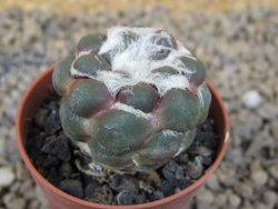 Cintia knizeii pot 5,5 cm - 12414175