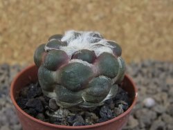 Cintia knizeii pot 5,5 cm - 12414176