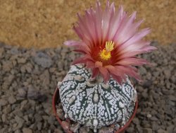 Astrophytum Super Kabuto X red flower akabana červený květ, květináč 5,5 cm