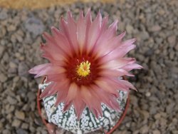 Astrophytum Super Kabuto X red flower akabana červený květ, květináč 5,5 cm - 12414380