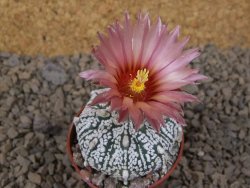 Astrophytum Super Kabuto X red flower akabana červený květ, květináč 5,5 cm - 12414381