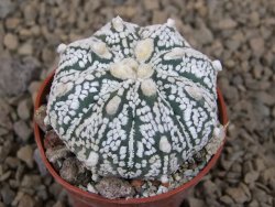 Astrophytum Super Kabuto X red flower akabana červený květ, květináč 5,5 cm - 12414382