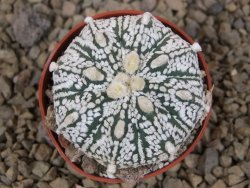 Astrophytum Super Kabuto X red flower akabana červený květ, květináč 5,5 cm - 12414383
