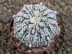 Astrophytum Super Kabuto X red flower akabana červený květ, květináč 5,5 cm - 12414384