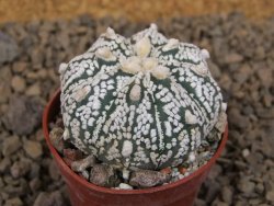 Astrophytum Super Kabuto X red flower akabana červený květ, květináč 5,5 cm - 12414385