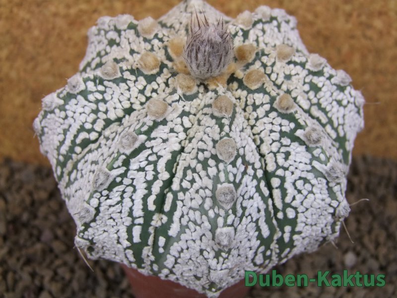 Astrophytum Z Jasenné XXXL květináč 8,5 cm