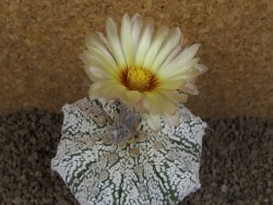 Astrophytum Z Jasenné XXXL květináč 8,5 cm - 12414524