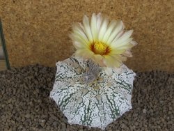 Astrophytum Z Jasenné XXXL květináč 8,5 cm - 12414525