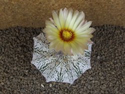 Astrophytum Z Jasenné XXXL květináč 8,5 cm - 12414526
