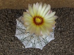 Astrophytum Z Jasenné XXXL květináč 8,5 cm - 12414527