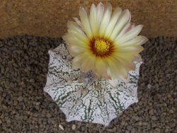Astrophytum Z Jasenné XXXL květináč 8,5 cm - 12414528
