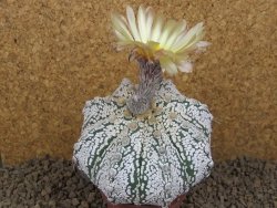 Astrophytum Z Jasenné XXXL květináč 8,5 cm - 12414529