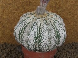 Astrophytum Z Jasenné XXXL květináč 8,5 cm - 12414530