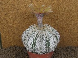 Astrophytum Z Jasenné XXXL květináč 8,5 cm - 12414531