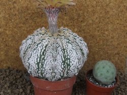 Astrophytum Z Jasenné XXXL květináč 8,5 cm - 12414532