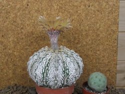 Astrophytum Z Jasenné XXXL květináč 8,5 cm - 12414533