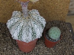 Astrophytum Z Jasenné XXXL květináč 8,5 cm - 12414534